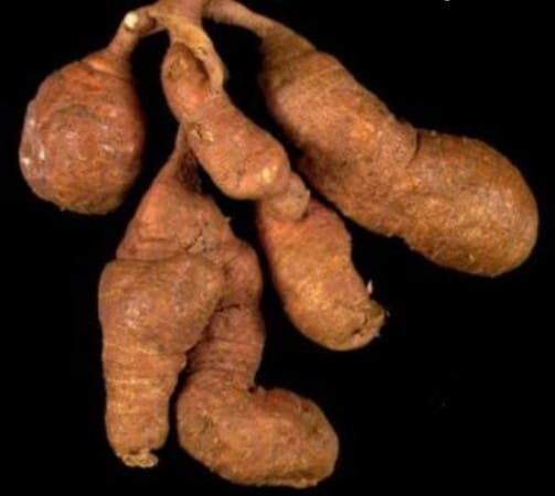 Institute Makes Case for African Forgotten Crop, ‘Yam Bean’ 
