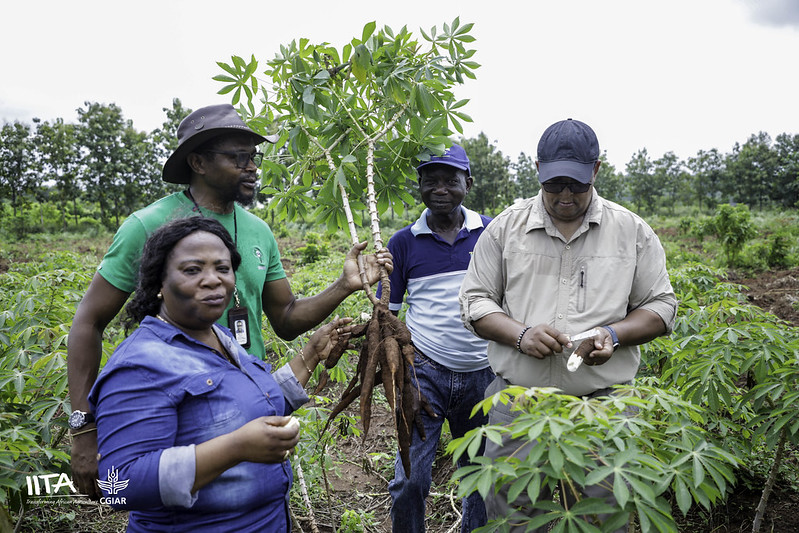 TAAT Facilitates ToT on Rapid Cassava Propagation System for Angola