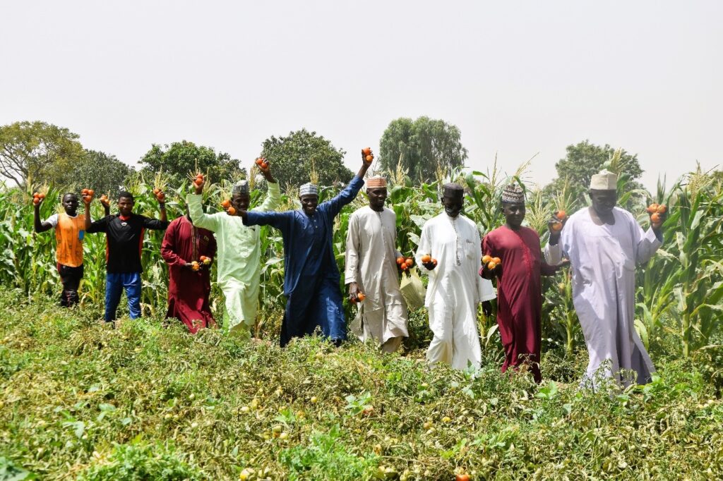 Kano Agropastoral Development Project Gears up for Off-Season Vegetable Production 