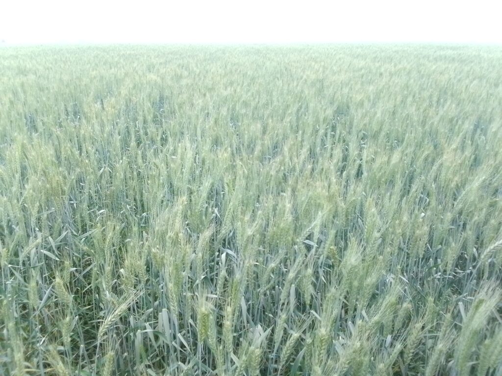 Nigeria Wheat Farmers expect Bumper harvest, All thanks to TAAT, Partners