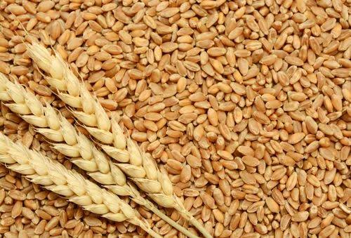 TAAT Facilitates Quality Wheat Seeds for Nigerian Farmers