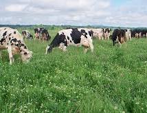 Kano Govt Moves to Identify, Preserve Stock Routes