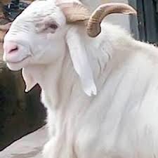 Eid-al Adha: Avoid unhealthy animals, Kano Govt urges Residents